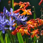  Flowers, Quito 2011